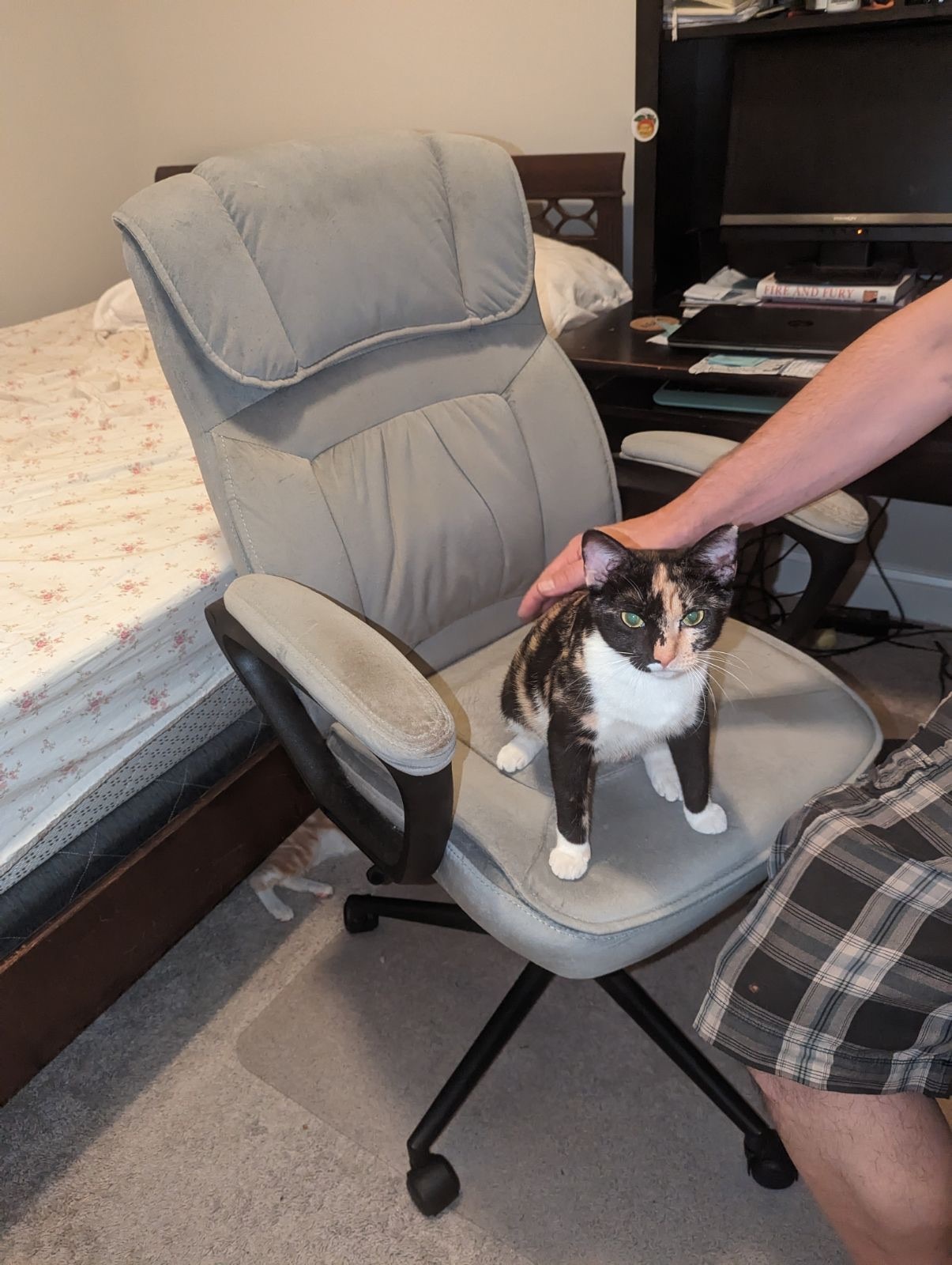 Enlarge Layla, a Adoptable Domestic Short Hair in Port Wentworth, GA image 2/3