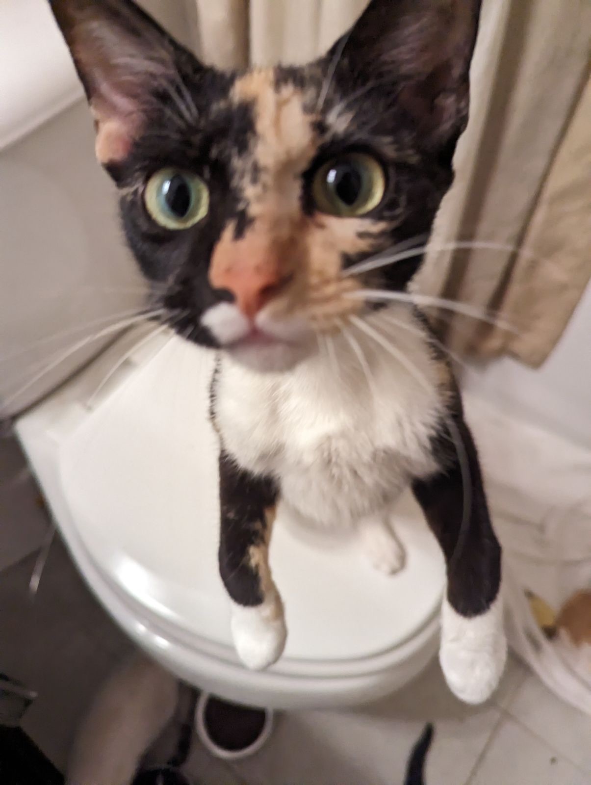 Enlarge Layla, a Adoptable Domestic Short Hair in Port Wentworth, GA image 3/3