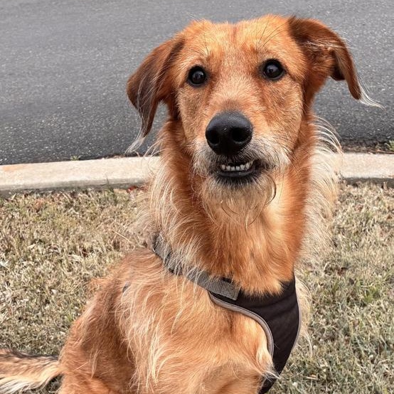 Enlarge Tanya, a Adoptable mixed breed in Oklahoma City, OK image 5/5