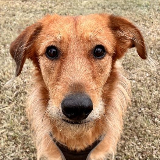 Enlarge Tanya, a Adoptable mixed breed in Oklahoma City, OK image 3/5
