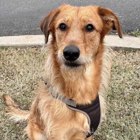 Enlarge Tanya, a Adoptable mixed breed in Oklahoma City, OK image 1/5