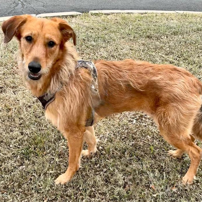 Enlarge Tanya, a Adoptable mixed breed in Oklahoma City, OK image 4/5