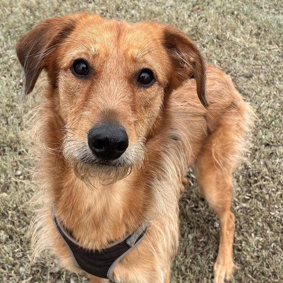 Enlarge Tanya, a Adoptable mixed breed in Oklahoma City, OK image 2/5