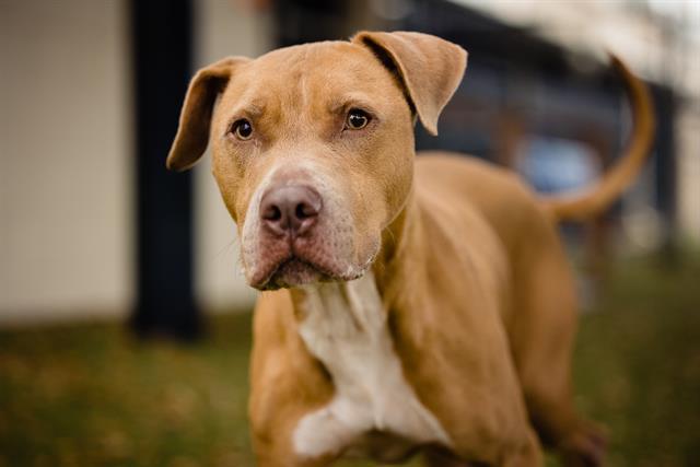 KODY, Adoptable, Senior Male Pit Bull Terrier.