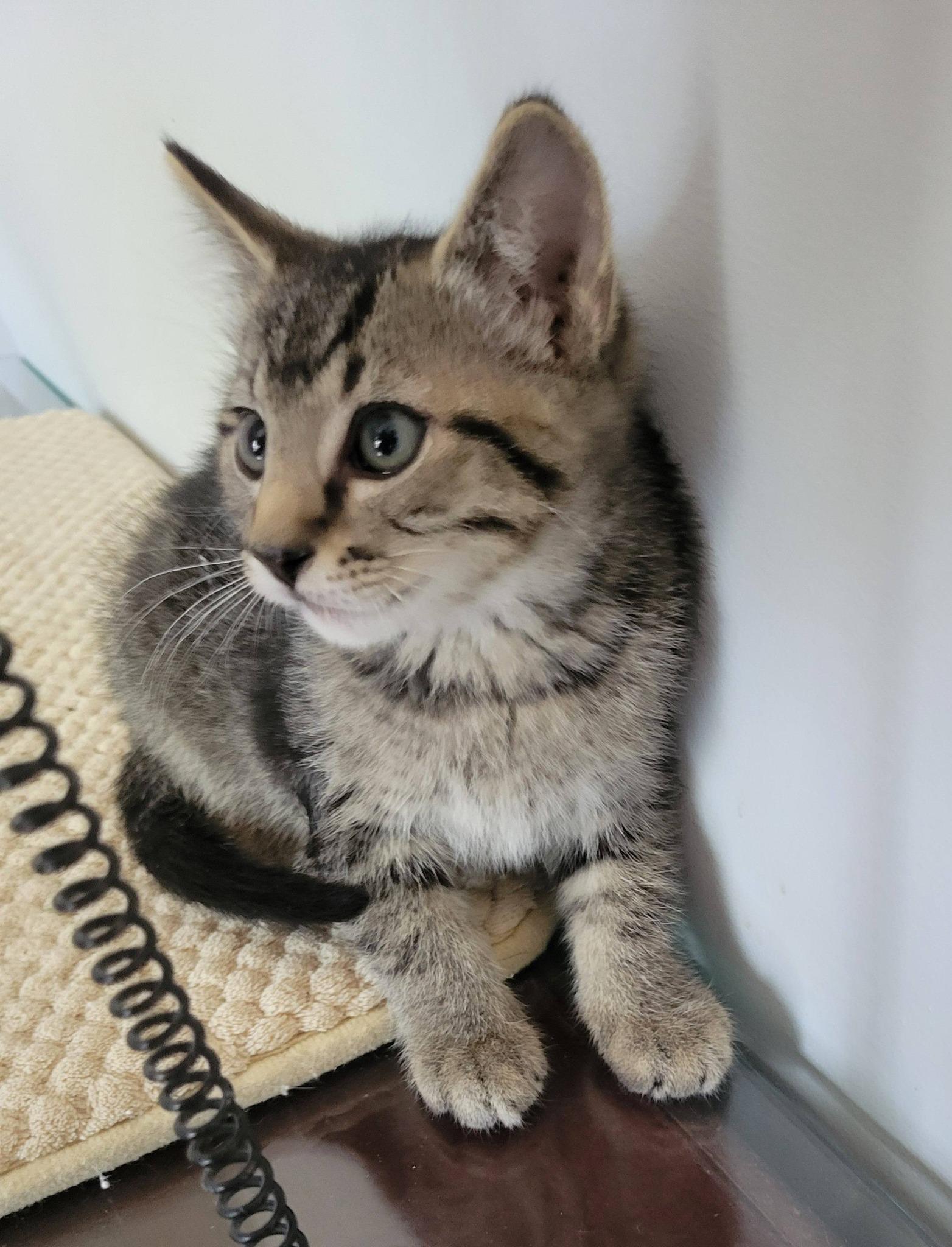 Paddington, Adoptable, Kitten Male Domestic Short Hair.