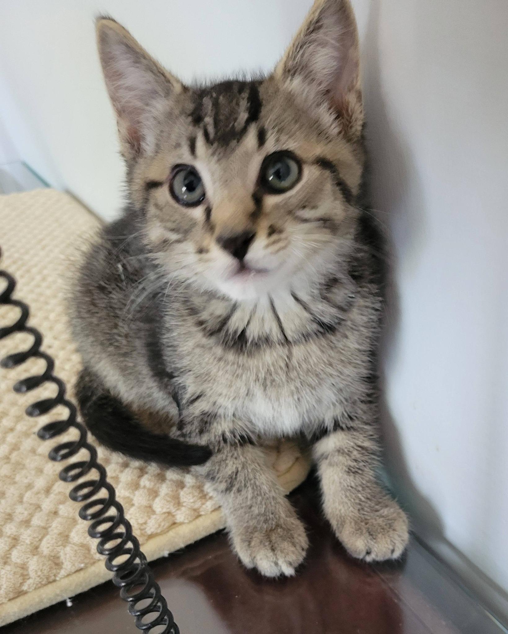 Enlarge Paddington, a Adoptable Domestic Short Hair in Gerrardstown, WV image 5/5