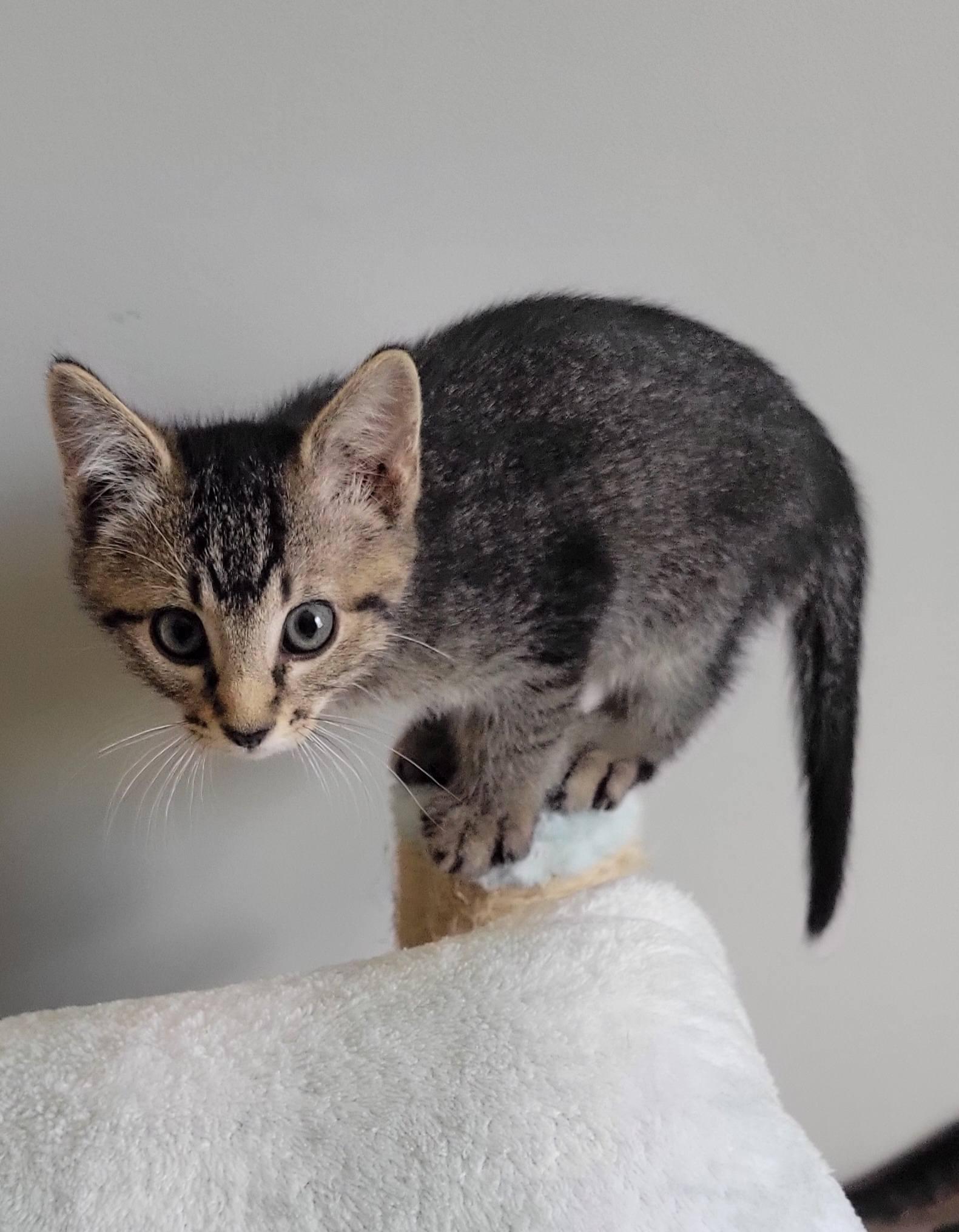 Enlarge Paddington, a Adoptable Domestic Short Hair in Gerrardstown, WV image 3/5