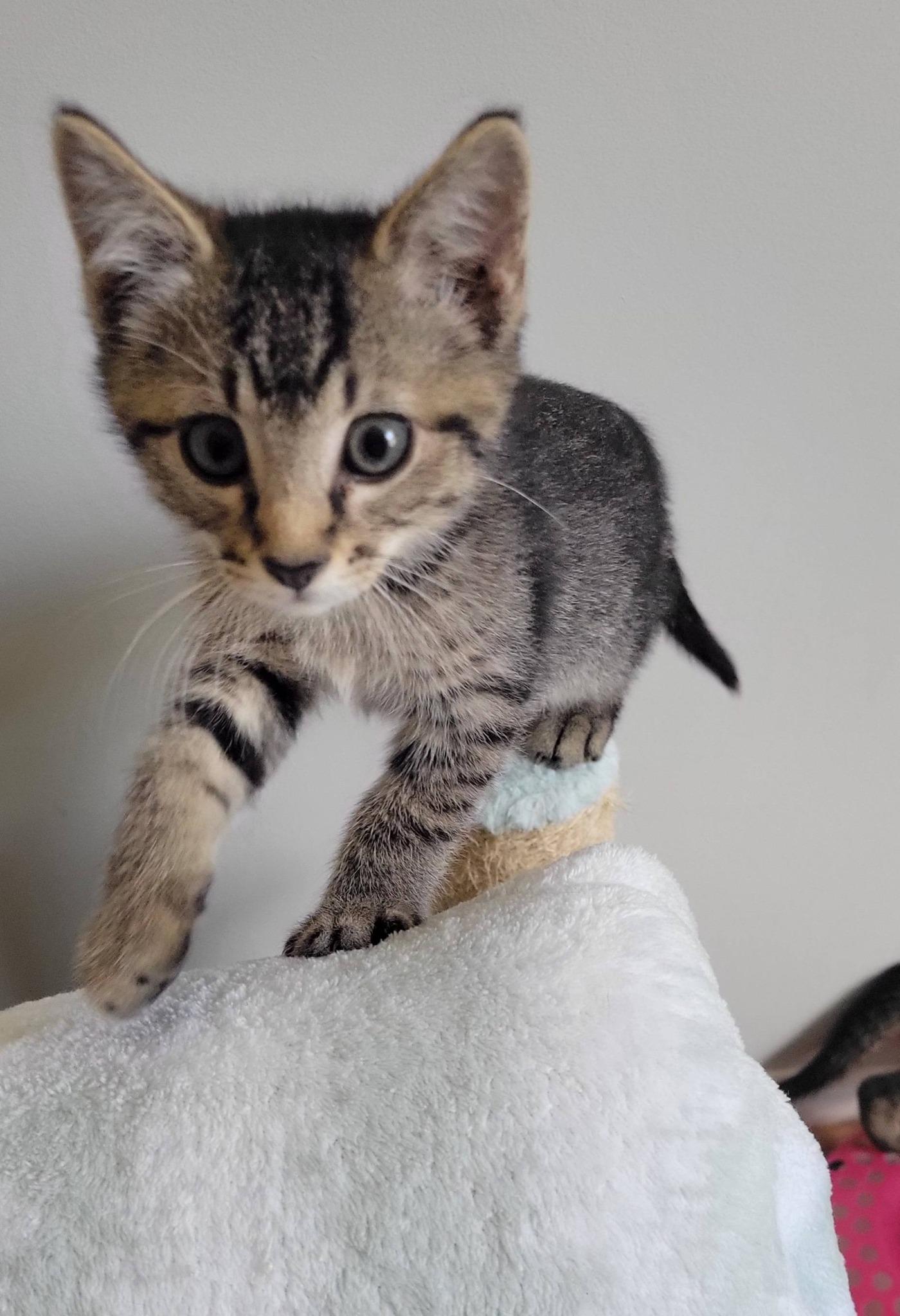 Enlarge Paddington, a Adoptable Domestic Short Hair in Gerrardstown, WV image 4/5