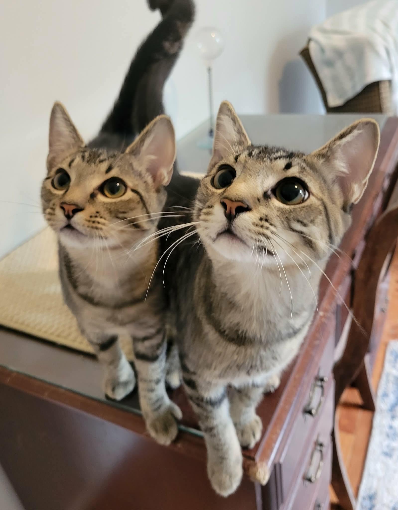 Paddington, Adoptable, Kitten Male Domestic Short Hair.