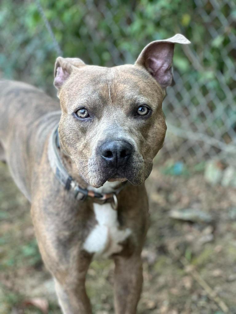 Enlarge Diesel, a Adoptable Pit Bull Terrier in Russellville, KY image 1/1
