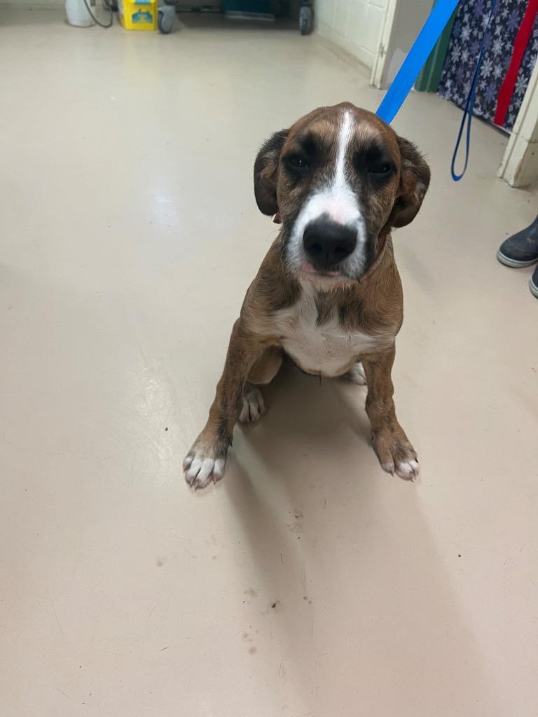 Enlarge Clark, a Adopted mixed breed in Mineral, VA image 1/1