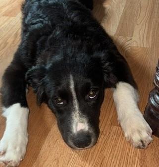 Enlarge LILLIE, a Adopted mixed breed in fort worth, TX image 6/6