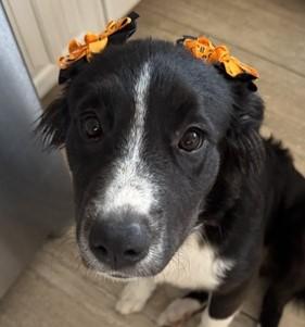 Enlarge LILLIE, a Adopted mixed breed in fort worth, TX image 4/6
