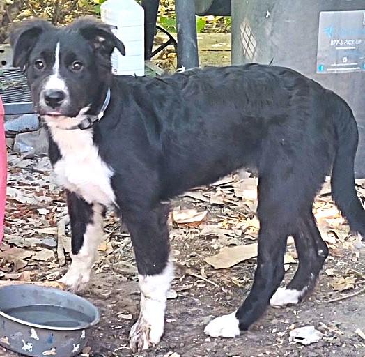 Enlarge LILLIE, a Adopted mixed breed in fort worth, TX image 2/6