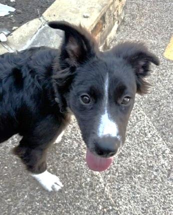 Enlarge LILLIE, a Adopted mixed breed in fort worth, TX image 3/6