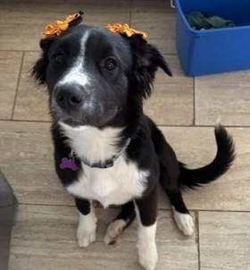 Enlarge LILLIE, a Adopted mixed breed in fort worth, TX image 5/6