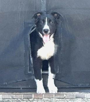 Enlarge LILLIE, a Adopted mixed breed in fort worth, TX image 1/6