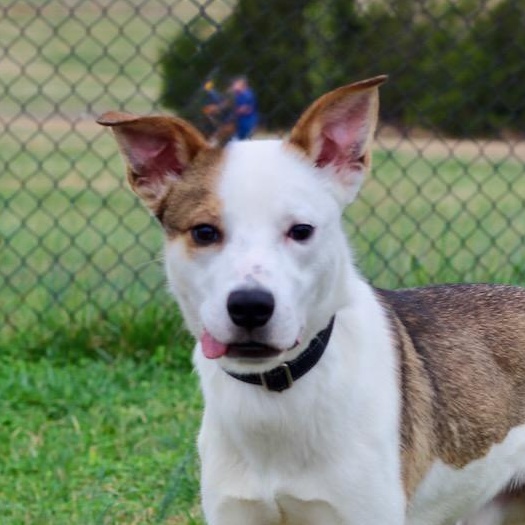 Enlarge Watson, an adopted mixed breed in Lebanon, TN image 1/6