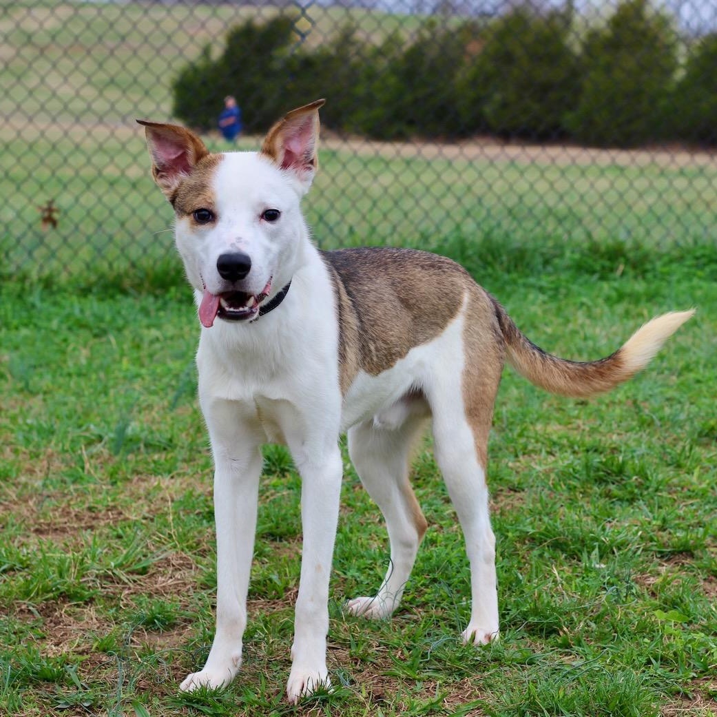 Enlarge Watson, an adopted mixed breed in Lebanon, TN image 5/6