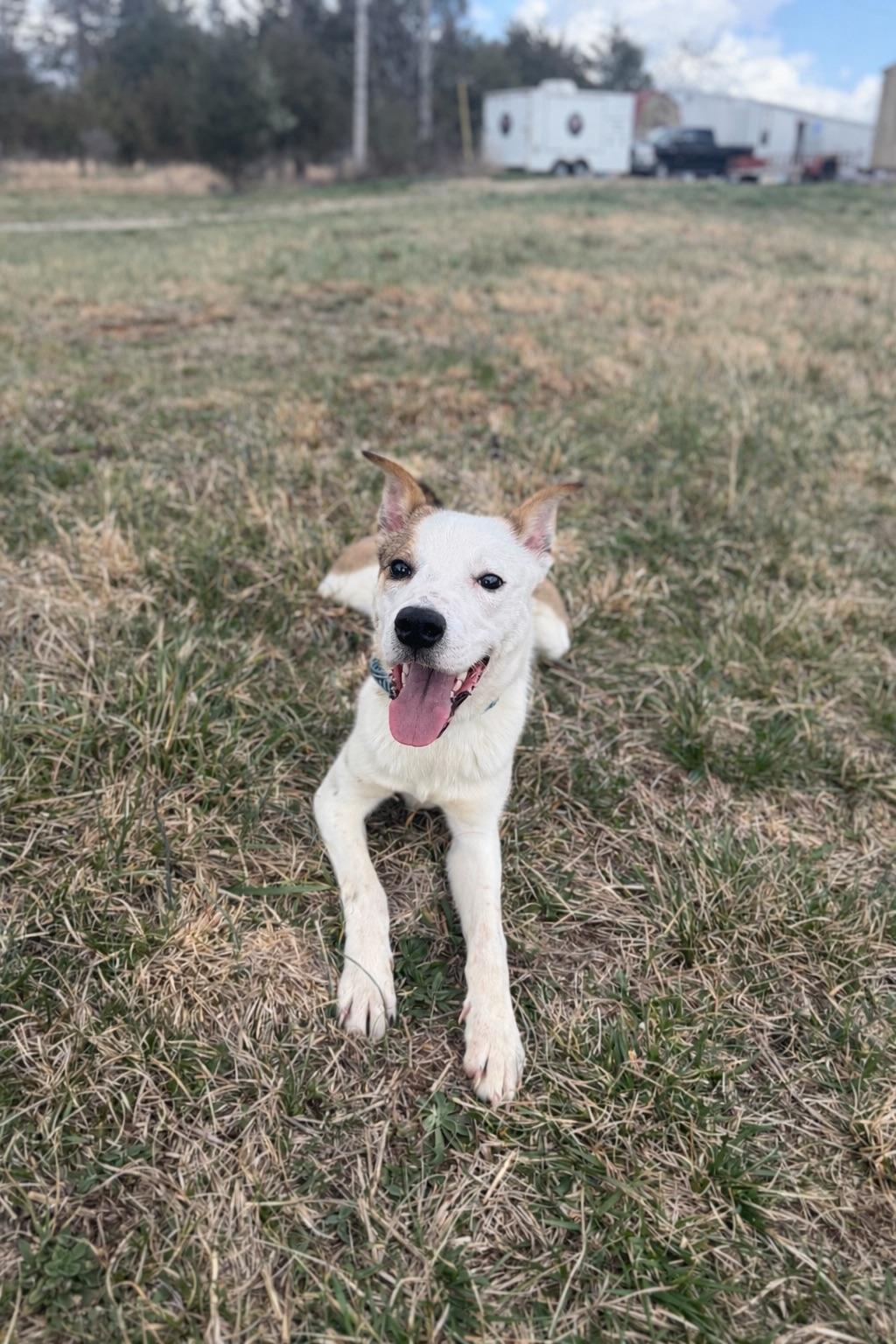 Enlarge Watson, an adopted mixed breed in Lebanon, TN image 6/6