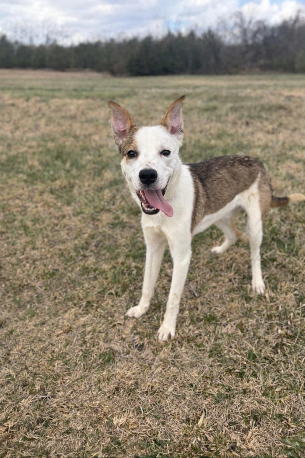 Watson, ADOPTABLE, Young Male Shepherd & Mixed Breed.