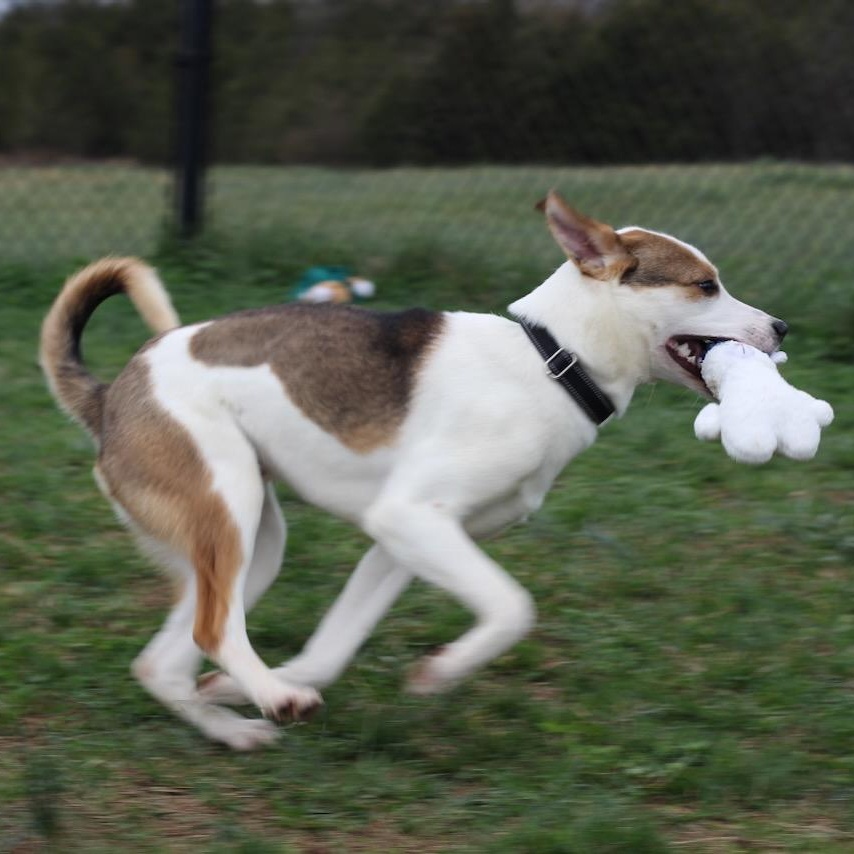 Enlarge Watson, an adopted mixed breed in Lebanon, TN image 3/6