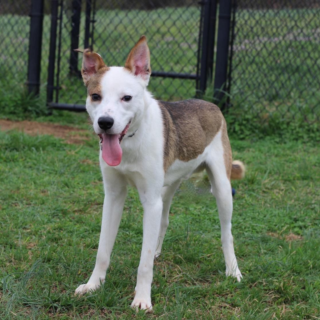 Enlarge Watson, an adopted mixed breed in Lebanon, TN image 4/6