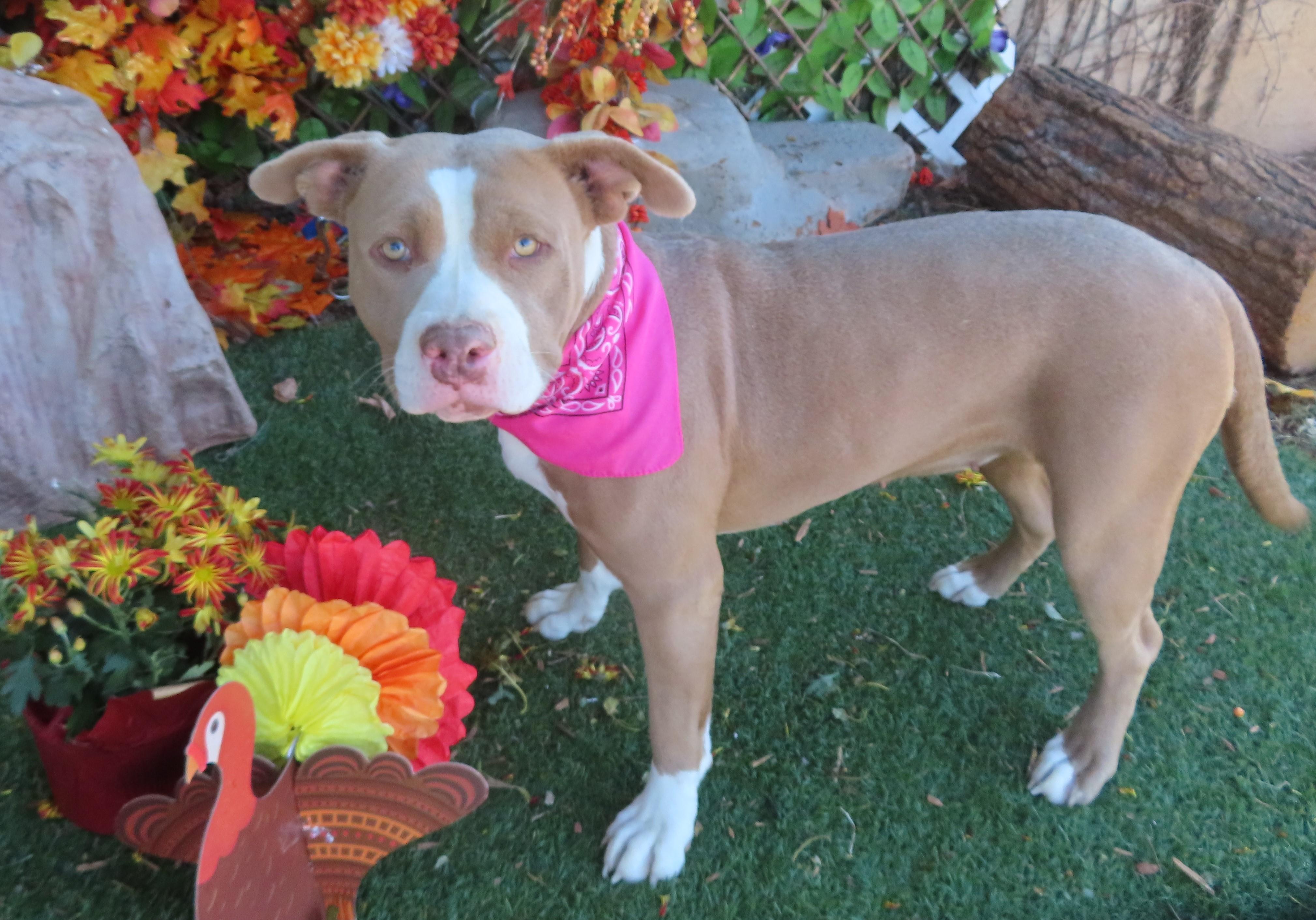 SALLY 464925 AdoptionPending