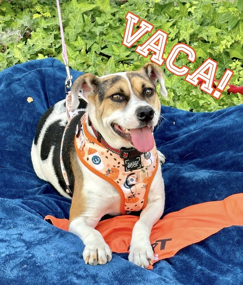 Enlarge Vaca, a Adoptable mixed breed in Mission Viejo, CA image 1/6