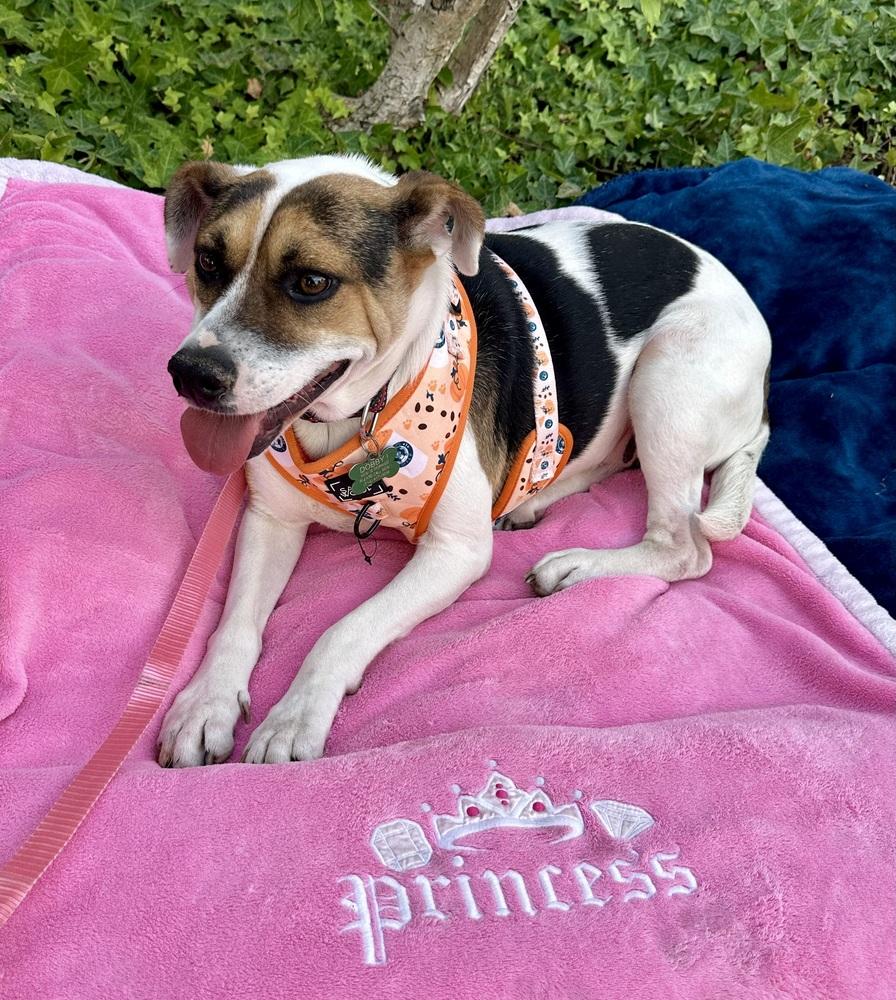 Enlarge Vaca, a Adoptable mixed breed in Mission Viejo, CA image 2/6