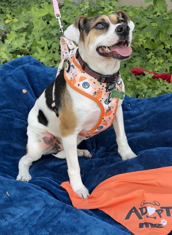 Enlarge Vaca, a Adoptable mixed breed in Mission Viejo, CA image 3/6