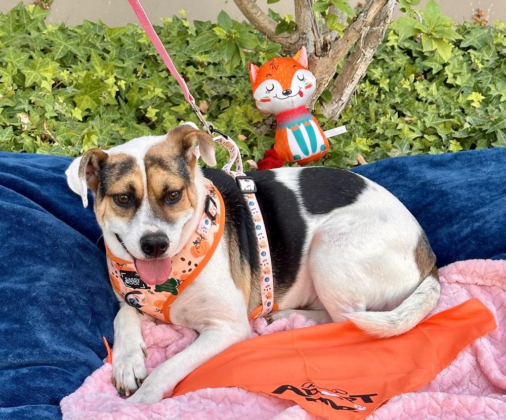 Enlarge Vaca, a Adoptable mixed breed in Mission Viejo, CA image 4/6