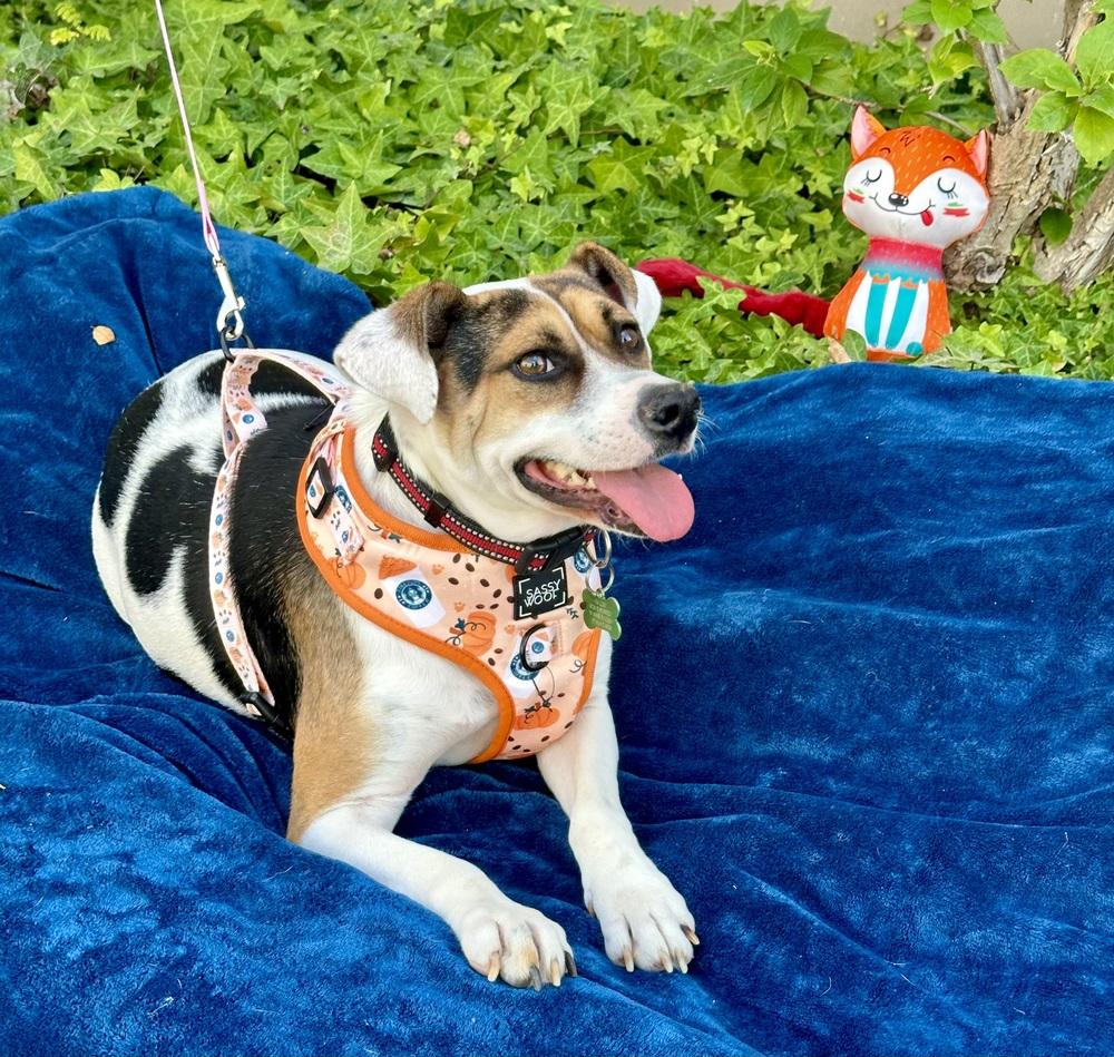 Enlarge Vaca, a Adoptable mixed breed in Mission Viejo, CA image 5/6