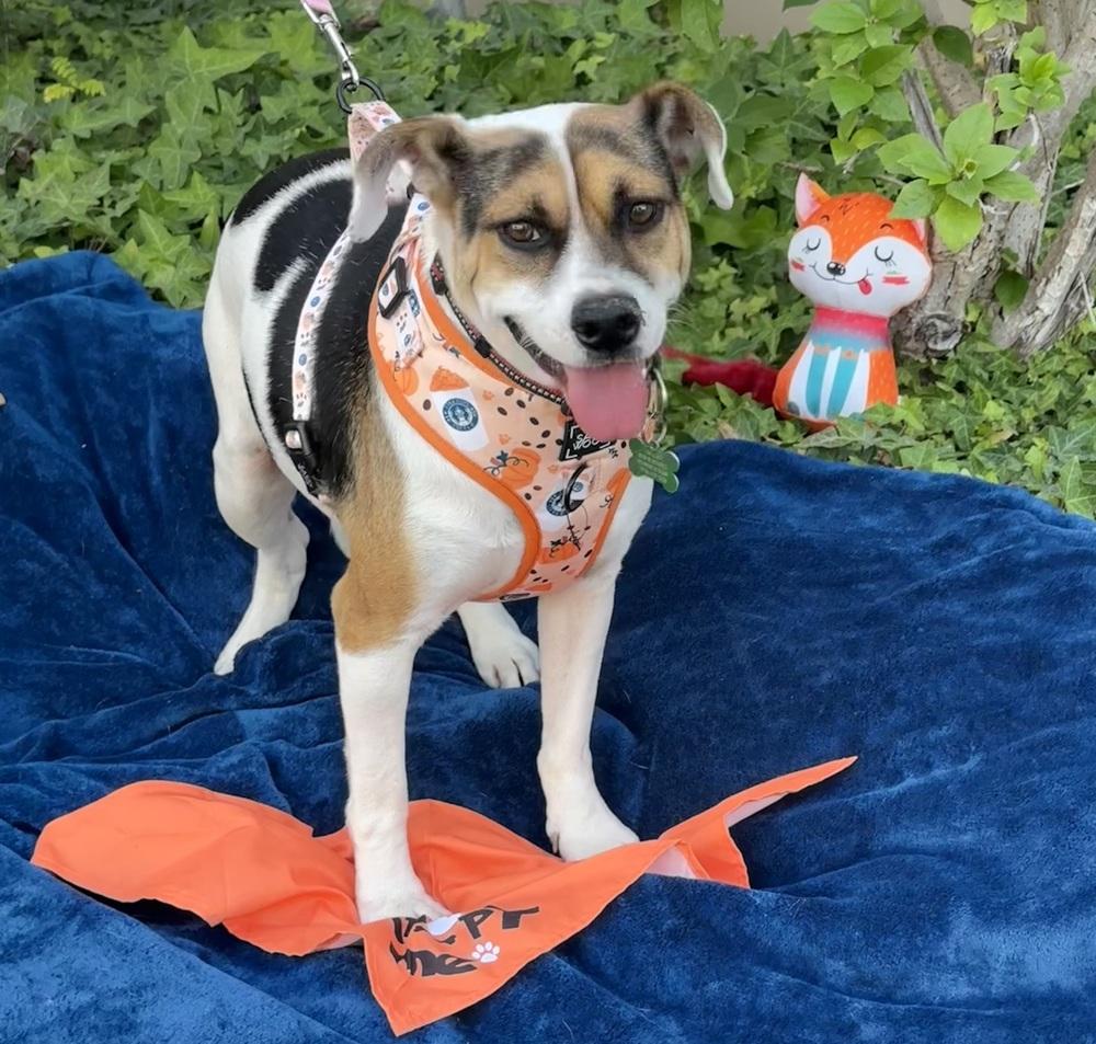 Enlarge Vaca, a Adoptable mixed breed in Mission Viejo, CA image 6/6