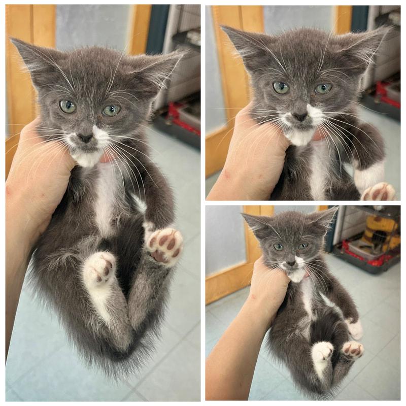 Charlie, ADOPTABLE, Young Male Domestic Short Hair.