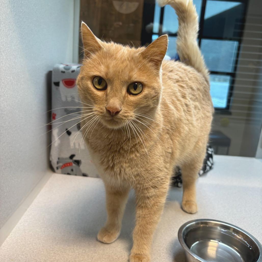 Georgia, Adoptable, Adult Female Domestic Short Hair.