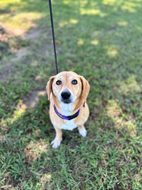 Enlarge Clementine, a Adoptable mixed breed in Berkeley Heights, NJ image 1/4
