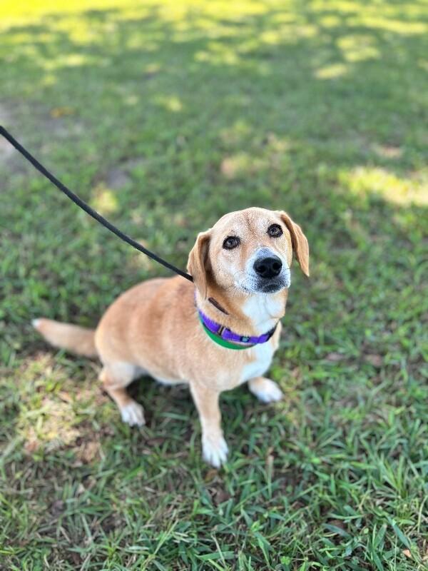Enlarge Clementine, a Adoptable mixed breed in Berkeley Heights, NJ image 2/4