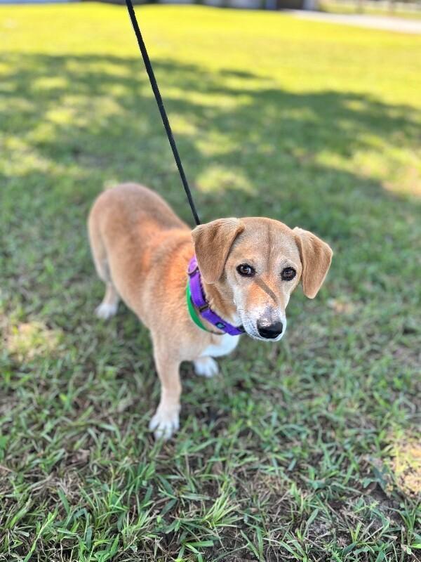 Enlarge Clementine, a Adoptable mixed breed in Berkeley Heights, NJ image 3/4