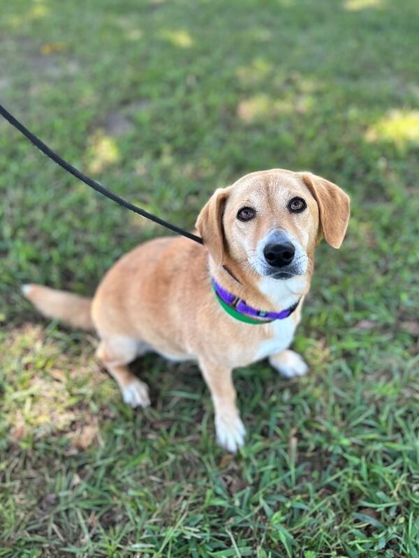 Enlarge Clementine, a Adoptable mixed breed in Berkeley Heights, NJ image 4/4