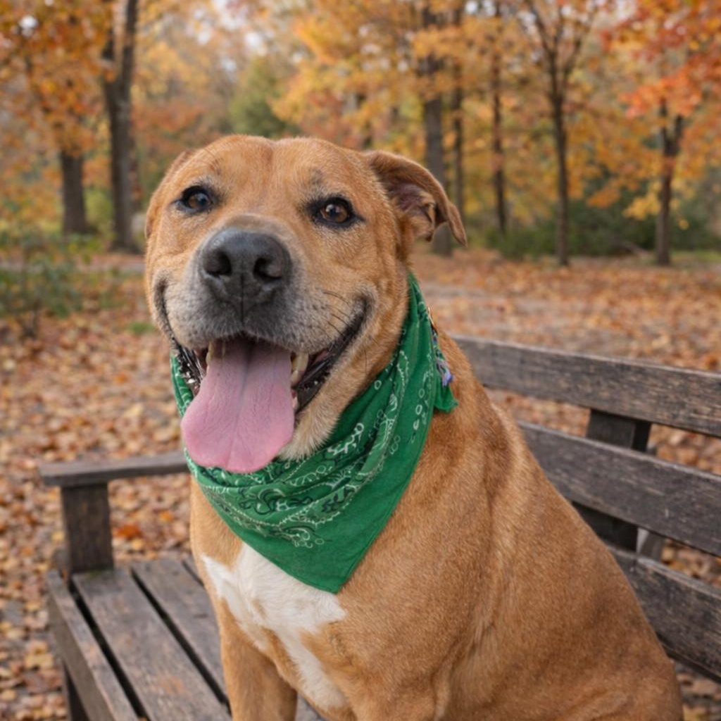 Walker – Loves to Cuddle, Loyal and Great with Dogs! — thumbnail 2