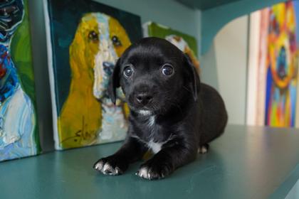 Rolo, an adopted mixed breed in San Antonio, TX image 1/3