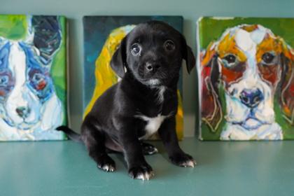 Rolo, an adopted mixed breed in San Antonio, TX image 2/3