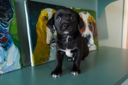 Rolo, an adopted mixed breed in San Antonio, TX image 3/3