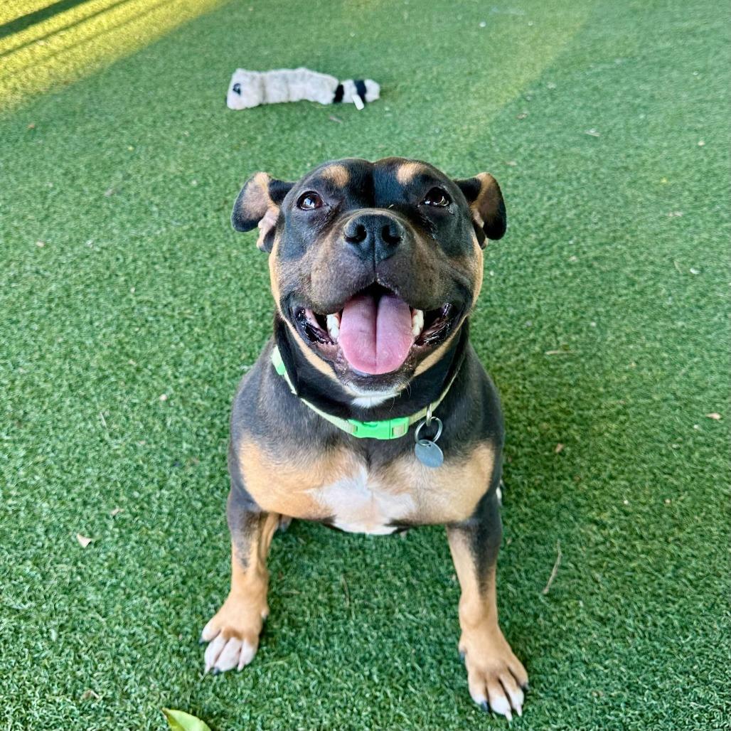 Enlarge Lovie, a Adoptable mixed breed in Riverside, CA image 1/6