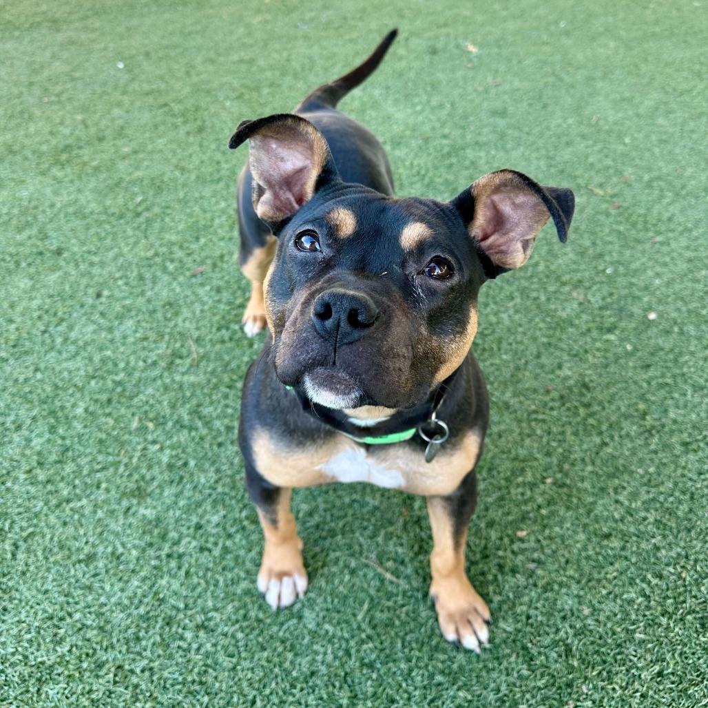 Enlarge Lovie, a Adoptable mixed breed in Riverside, CA image 2/6