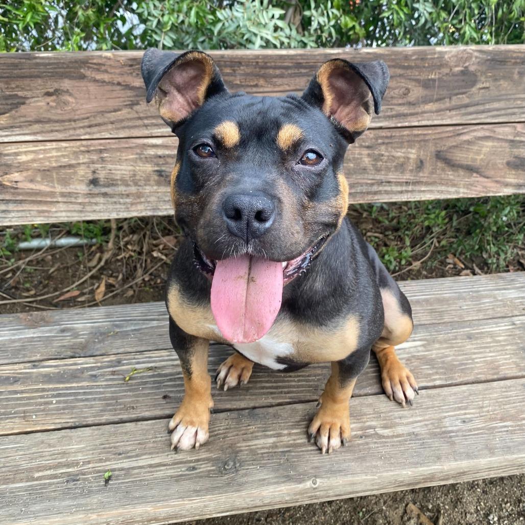 Enlarge Lovie, a Adoptable mixed breed in Riverside, CA image 3/6