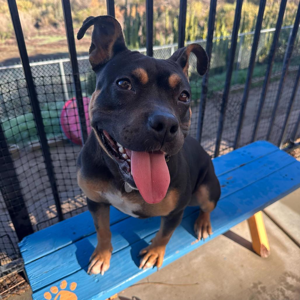 Enlarge Lovie, a Adoptable mixed breed in Riverside, CA image 4/6