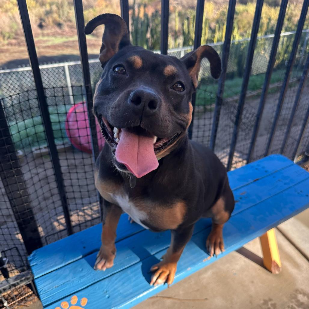 Enlarge Lovie, a Adoptable mixed breed in Riverside, CA image 5/6