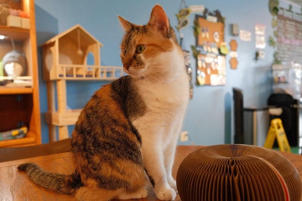 Candy, Adoptable, Adult Female Domestic Short Hair & Calico.